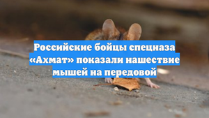 Российские бойцы спецназа «Ахмат» показали нашествие мышей на передовой