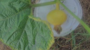 Тыква     ПОДПИШИСЬ