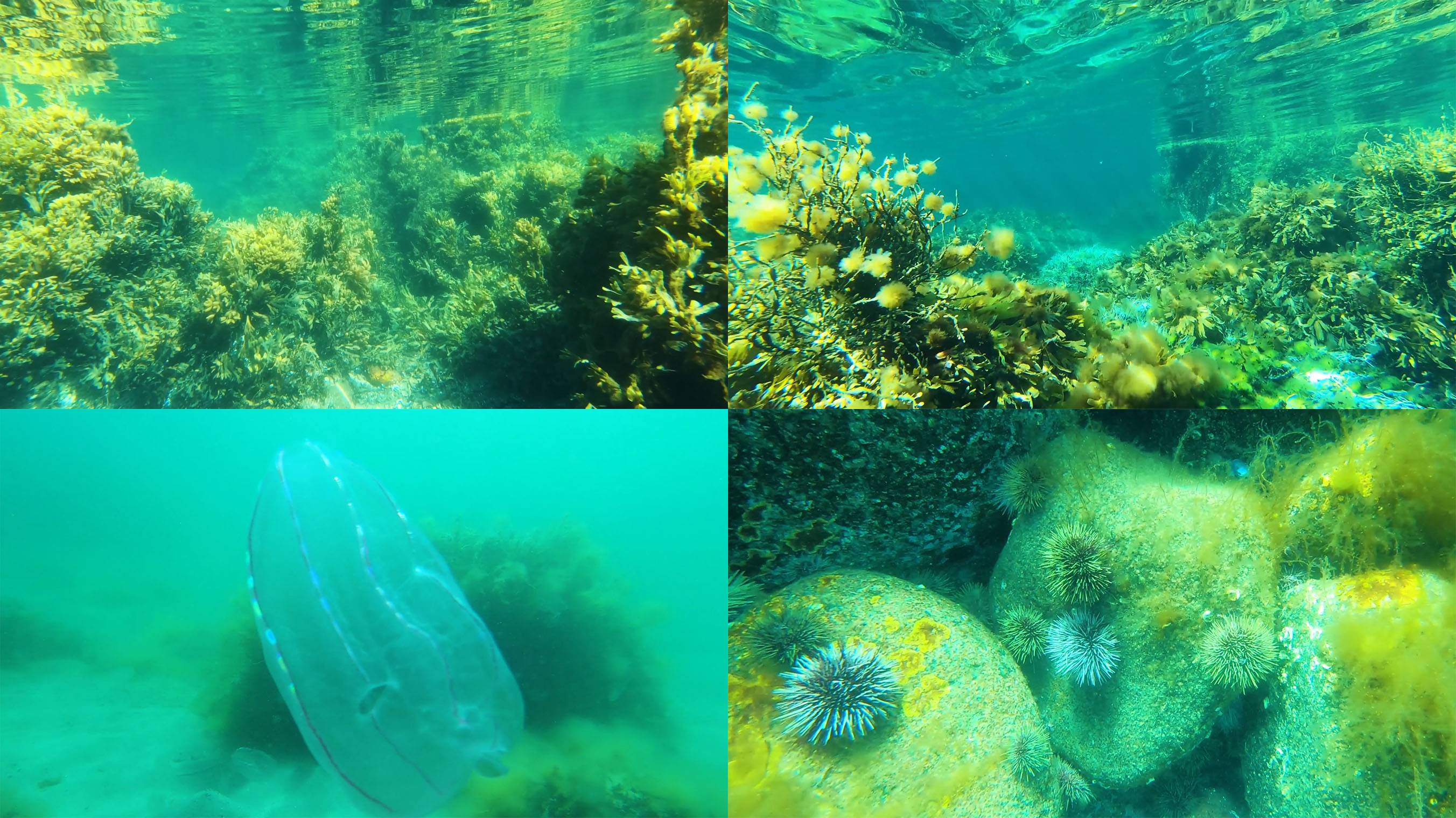 Подводный мир Баренцева моря — Териберка глазами фридайвера и суровая красота с глубины. смотреть онлайн