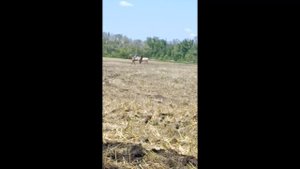 Кони в поле на Дону