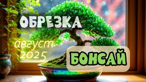 Фикус Бенджамина // Формирование Бонсай // август 2025