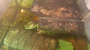 Красноухая черепаха 🐢, утро 19-09-2025