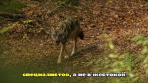 В Белоруссии егерь жестоко забил дубинкой детеныша волка прямо на глазах у сына