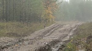 Зайцы-чикояне настолько суровы и хитры! Что...