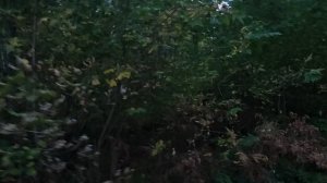 В лесу: во всем ли виноваты евреи или о создании еврейского государства. Обыкновенный фашизм 2 🤔