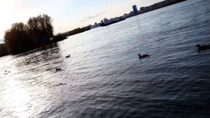 18.9.2025г  Енисей поездка-утки-4