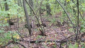 19-09-2025 Белочки подружки..🐿️🌿🍁🍂