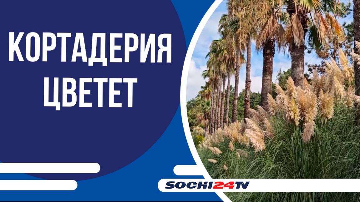 В Сочи начала цвести пампасная трава
