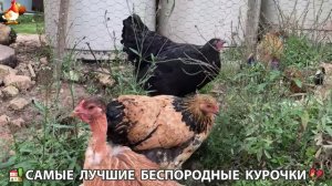 Цыплята и Курочки селяночки лучшие беспородные несушки 🥚 (312)