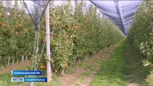 Ставропольские яблоки поступают на прилавки всей страны
