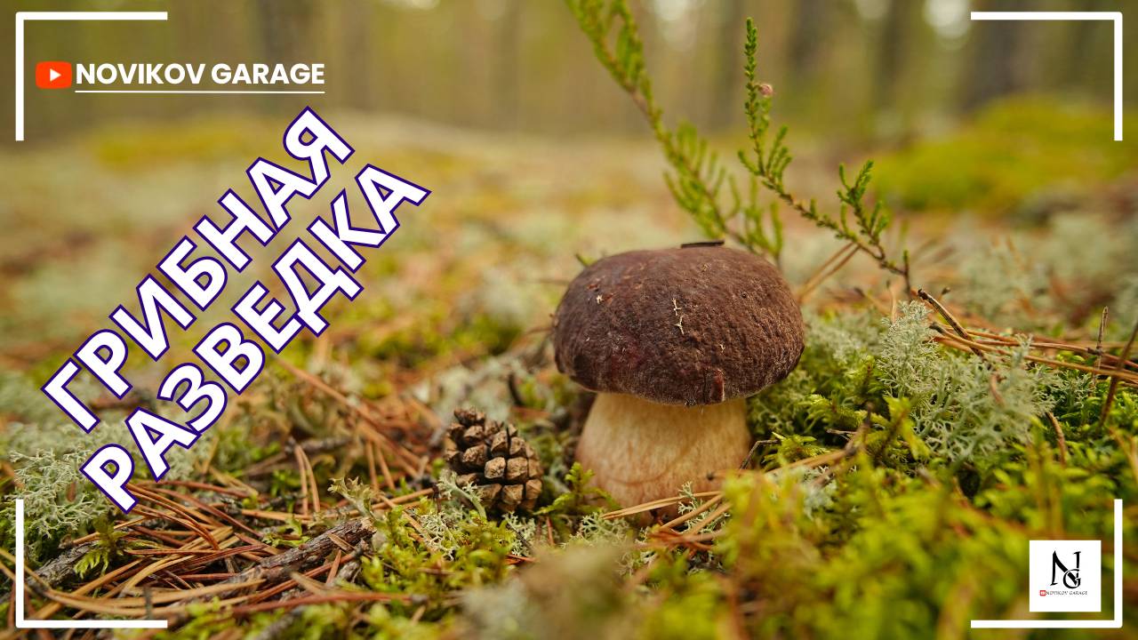 Грибная разведка 18 сентября 2025. Приозерский район. смотреть онлайн