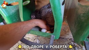 Содержание кур в домашних условиях и других птиц во дворе у Роберта 🐣🐤🦆🐔🪿🦃 (249)