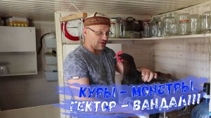 Куры - монстры, Гектор - вандал!!! (апрель 2025 г.)