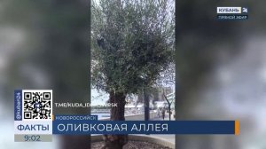 В Новороссийске появилась оливковая аллея