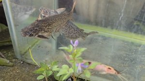 Рыбки и другая живность в аквариуме