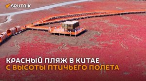 Крупнейший болотный массив: Красный пляж в Китае сняли на видео с высоты
