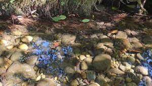 Мальки в ручье