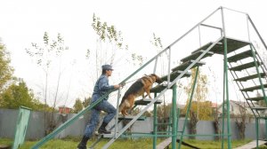 В питомнике воспитываются будущие служебные собаки