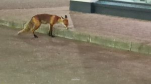 Лиса у Ржевского мемориала