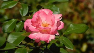 15=09=2025  ник   (195)