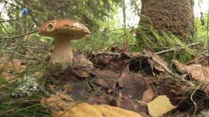 В Карелии продолжается грибной сезон