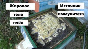 Жировое тело пчёл - источник иммунитета