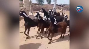 Пакистанские козы: уникальная порода с танцевальной походкой