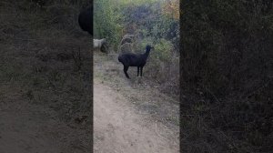 10.09.2025 Овцы без зерна. Сравнение