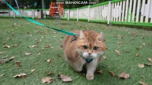 кошка погулять!