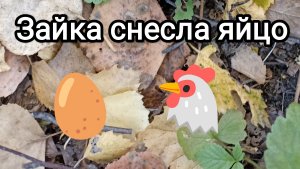 19-09-2025. Зайка снесла яйцо.