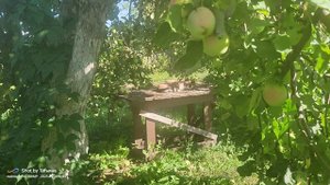 19-09-2025 Котофейиваныч...