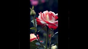 розовые мечты