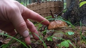 Невероятная удача на тихой охоте. Белые грибы сами шли в руки