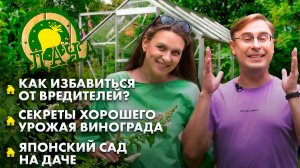 Отменный урожай винограда | Профилактика появления вредителей | Японский сад. Дача