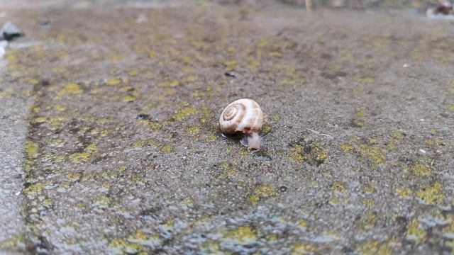 Степная улитка осень и дождь
