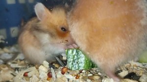 #хомки 3 недели #сирийскийхомяк +79215950848 #купитьхомякапродам