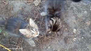 Второй котёнок Тигруля поймала бабочку, Ванесса тоже хочет поиграть