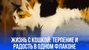 Почему кошки держат нас в плену своей любви: секреты особой привязанности раскрыты