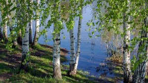 Lyuba Li -За тихой рекою🌿🌿🌿🌊🌊🌊
