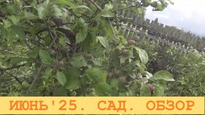 2025 Июнь. Обход и обзор сада в деревне.