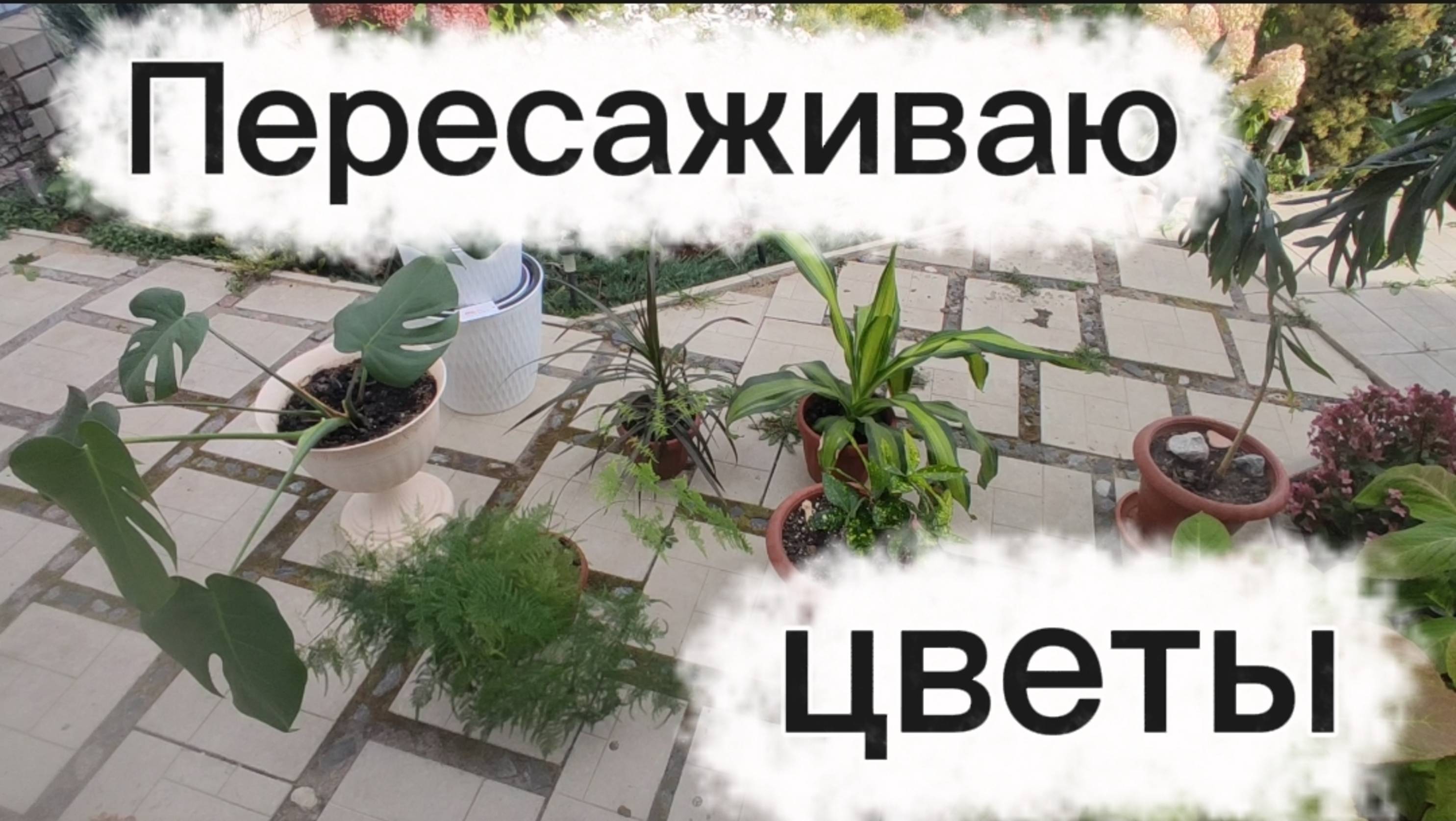 Пересаживаю комнатные цветы🌺