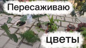 Пересаживаю комнатные цветы🌺