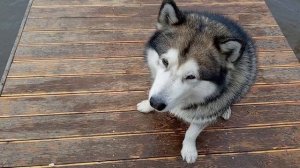 Ни дня без заплыва 🐬🥰 19.09.2025 🐹🐾🐺❤️ аляскинский #маламут #собака VID_20250919_142343