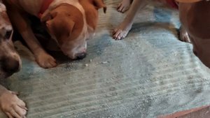 Tcenniy Prize Floret Scarlet- 11 лет!