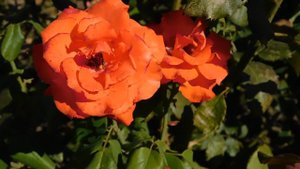 15=09=2025  ник   (176)