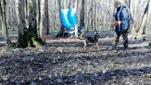 облай по команде