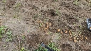 Что готовим из картошки?