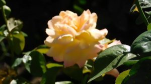 15=09=2025  ник   (206)