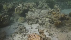 Красное море Египет