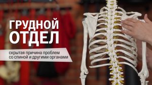 Грудной отдел — Ключ к здоровью позвоночника